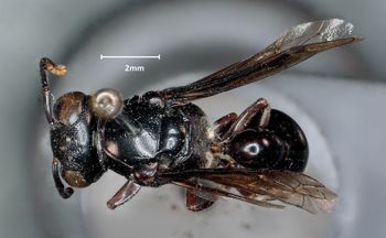 Media type: image;   Entomology 31089 Aspect: habitus dorsal view